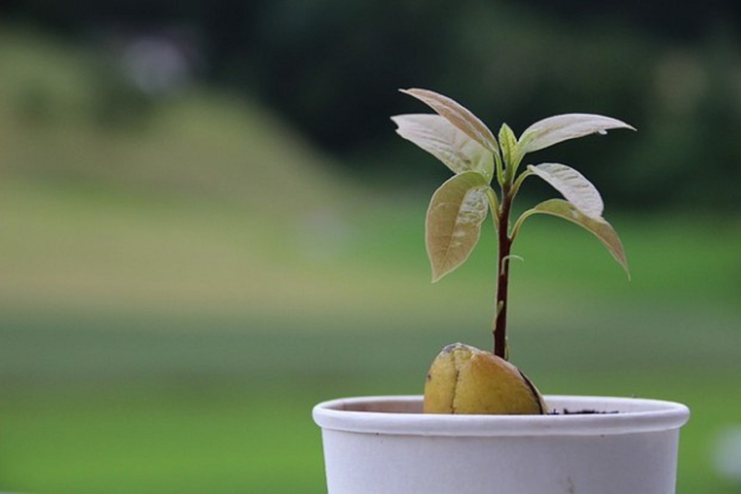 The Church, Healing and Human Flourishing